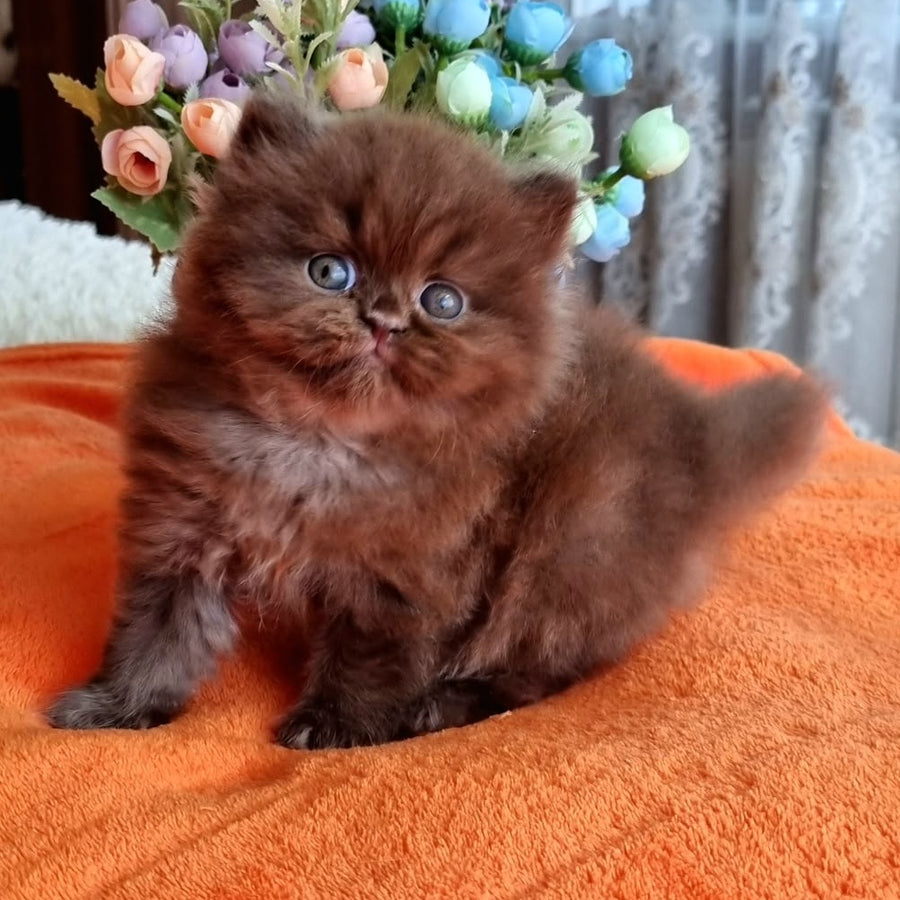 Liana British Longhair female, chocolate