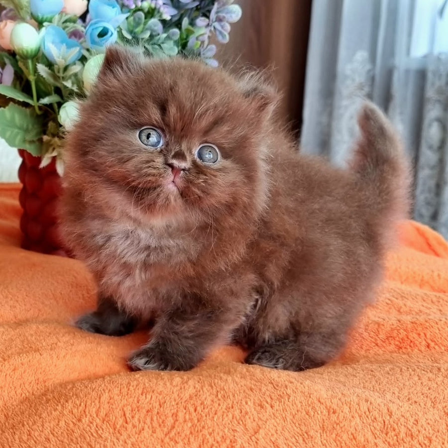 Liana British Longhair female, chocolate