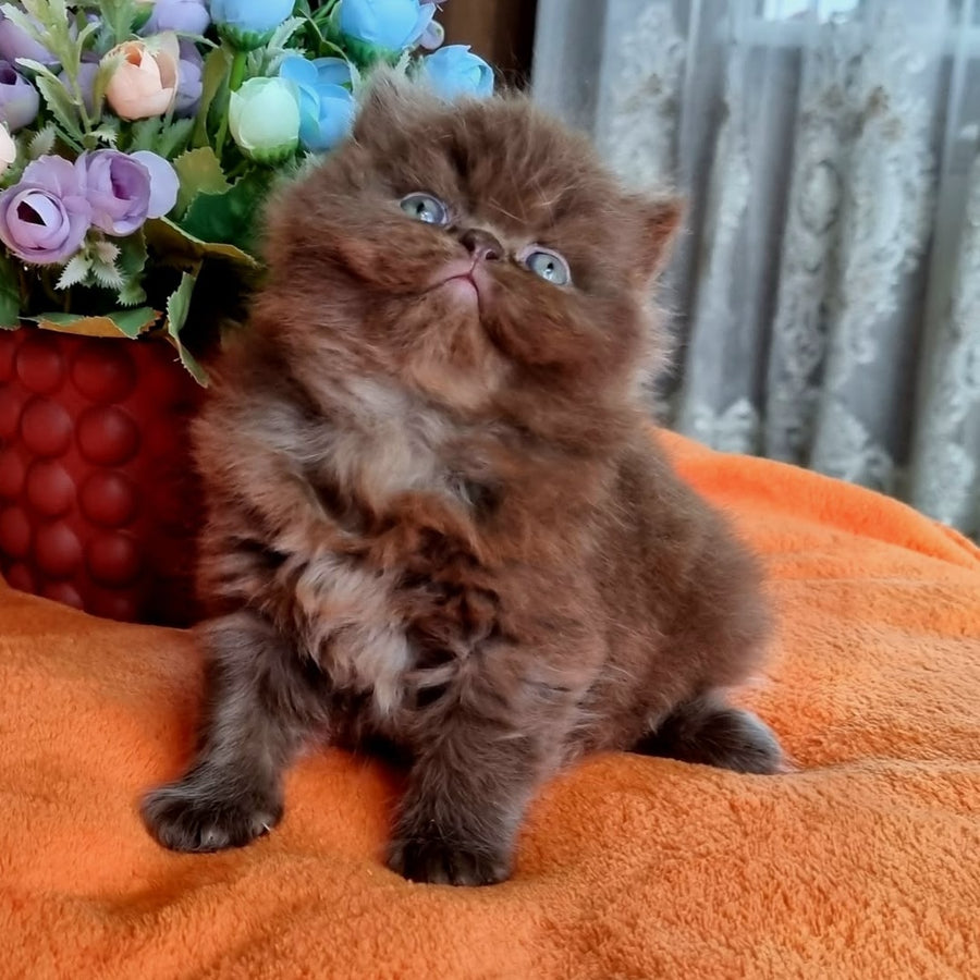 Lalli British Longhair female, chocolate