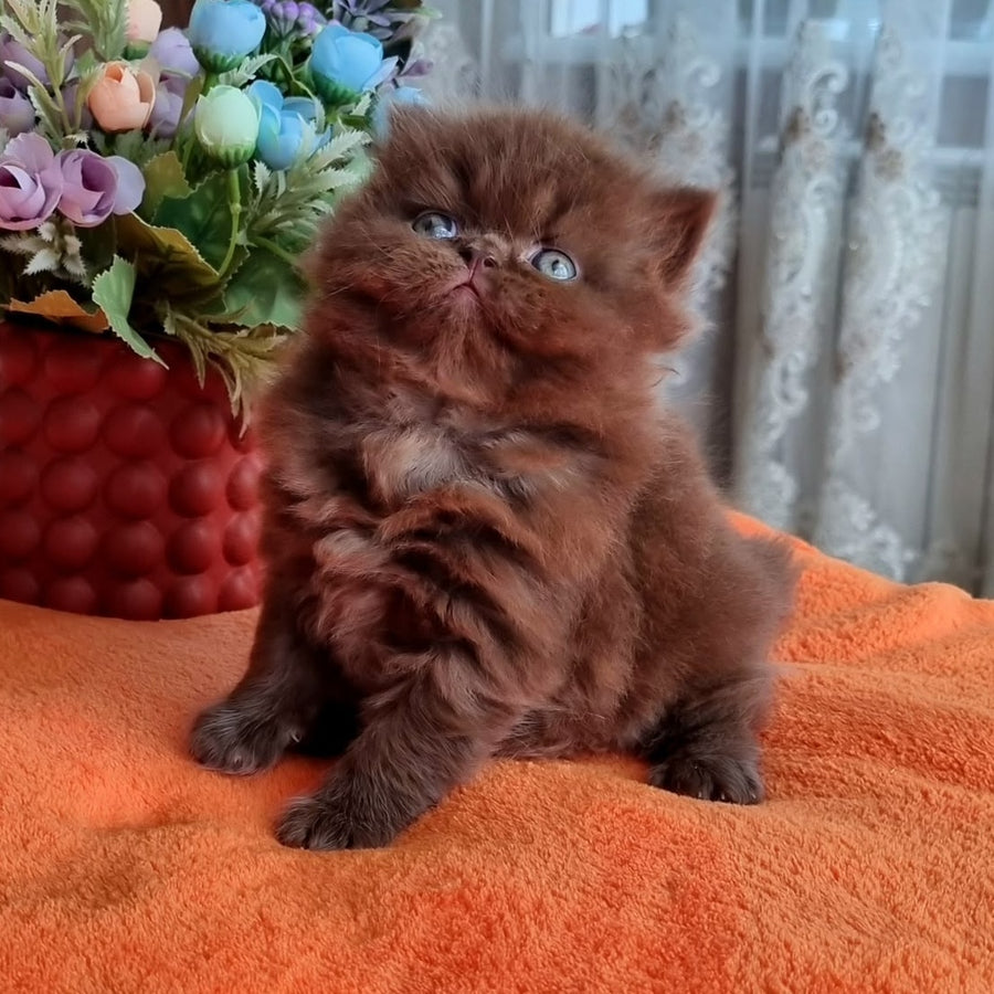 Lalli British Longhair female, chocolate