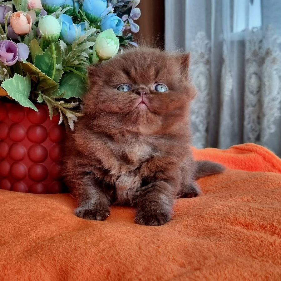 Lalli British Longhair female, chocolate