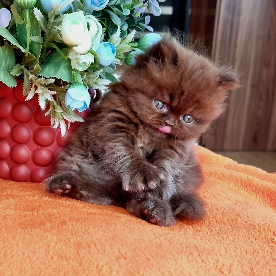 Lalli British Longhair female, chocolate