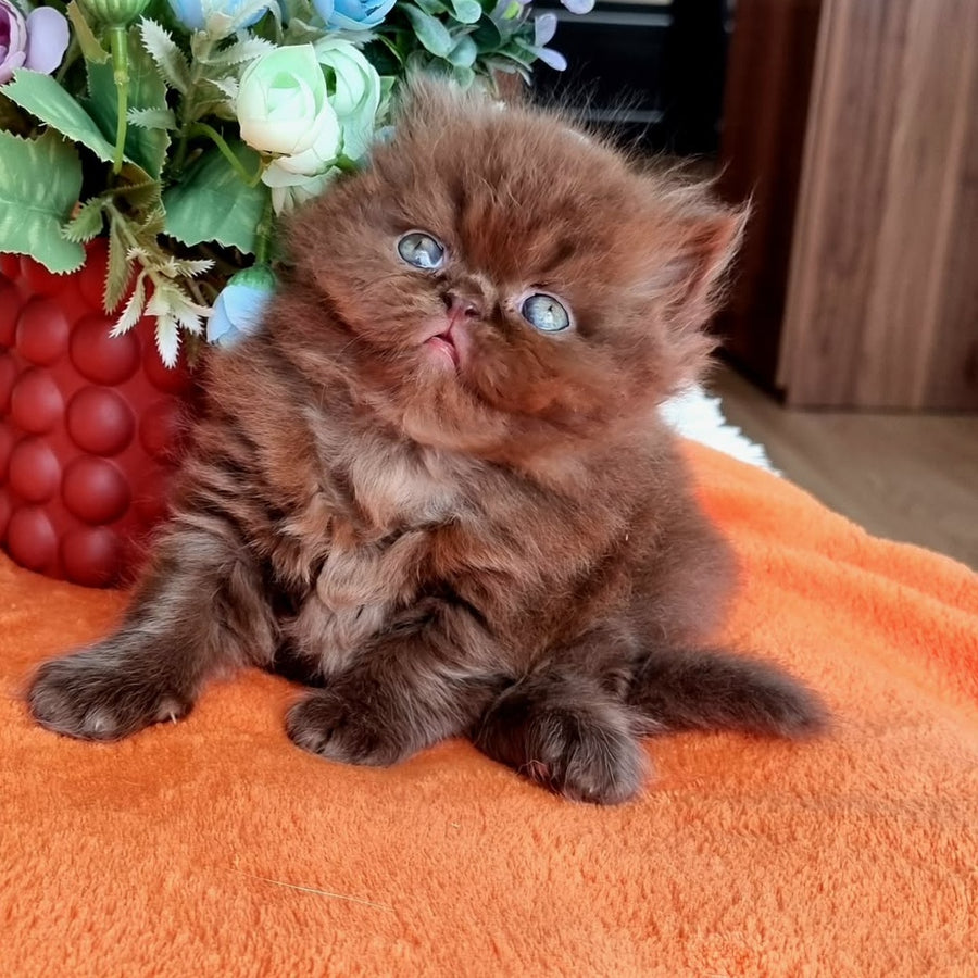 Lalli British Longhair female, chocolate