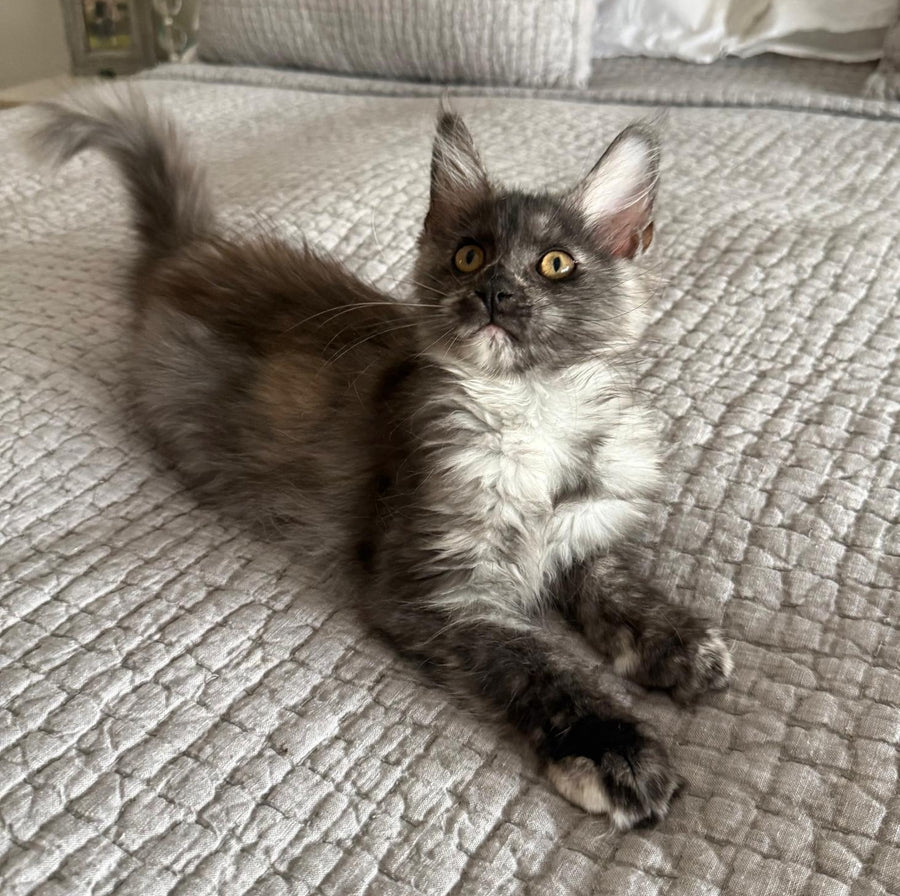 Princess Maine Coon female, black silver