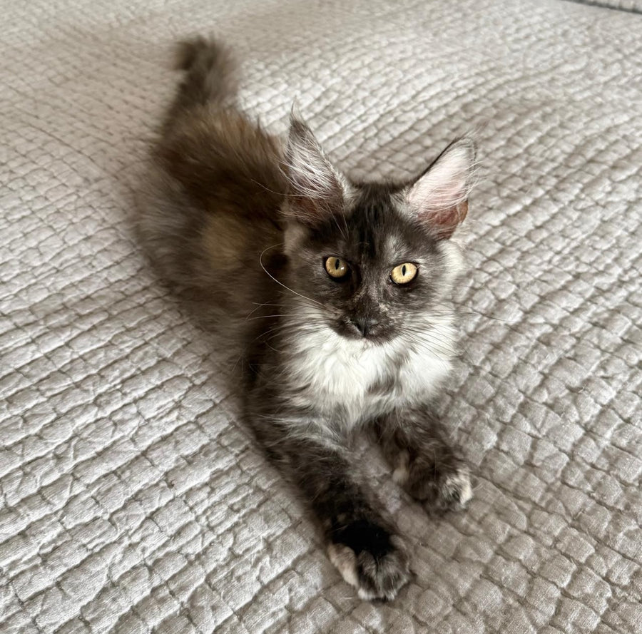 Princess Maine Coon female, black silver