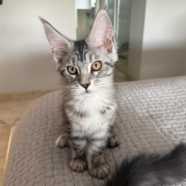 Phoebe Maine Coon female, black silver tabby