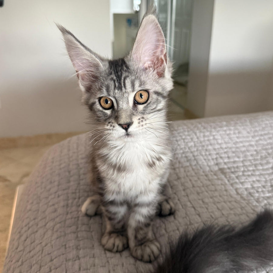 Phoebe Maine Coon female, black silver tabby