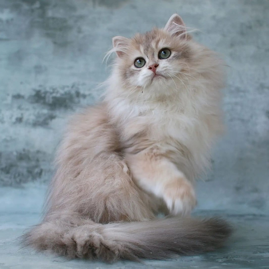 Jasper British Longhair male, blue golden chinchilla