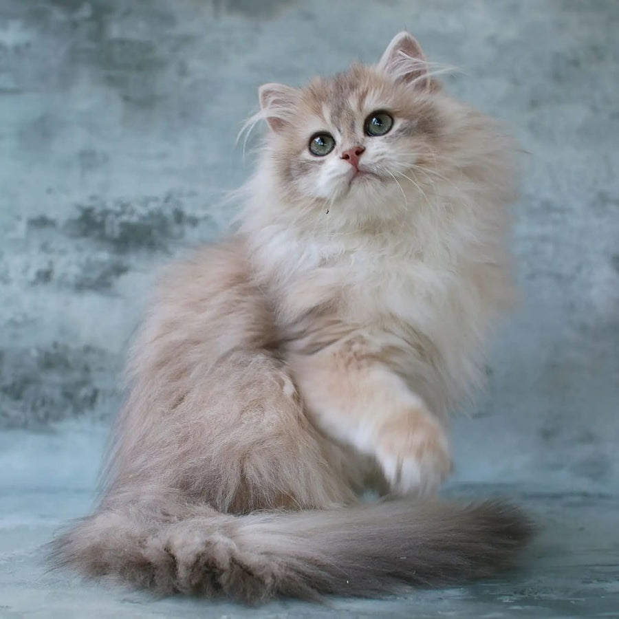 Jasper British Longhair male, blue golden chinchilla