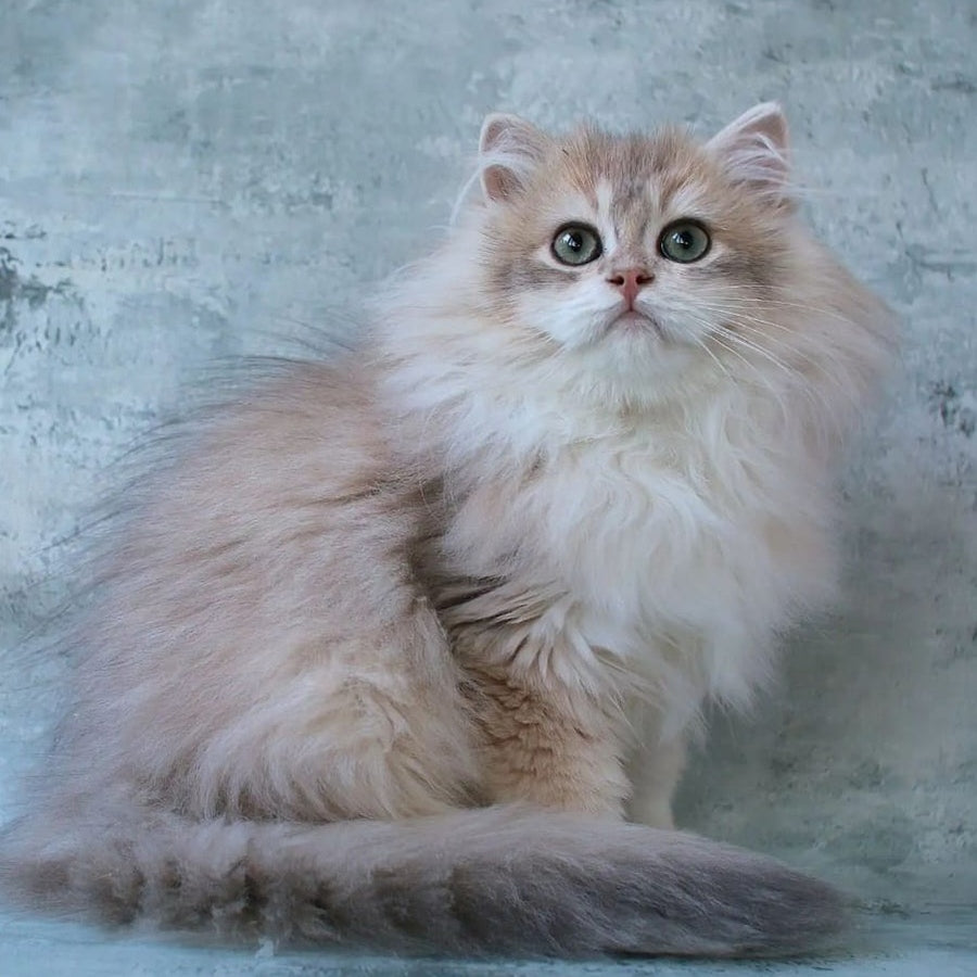 Jasper British Longhair male, blue golden chinchilla