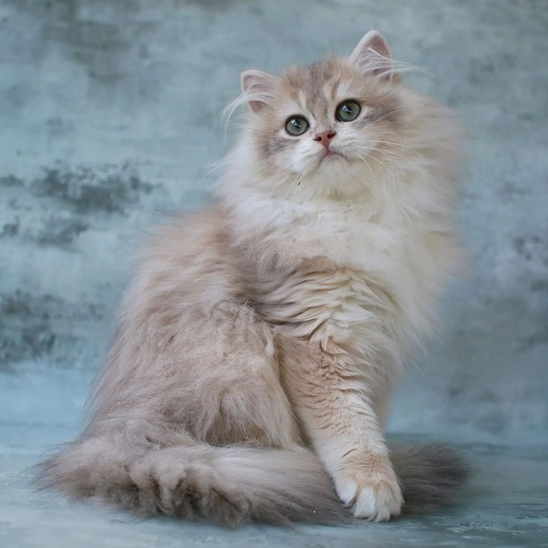 Jasper British Longhair male, blue golden chinchilla