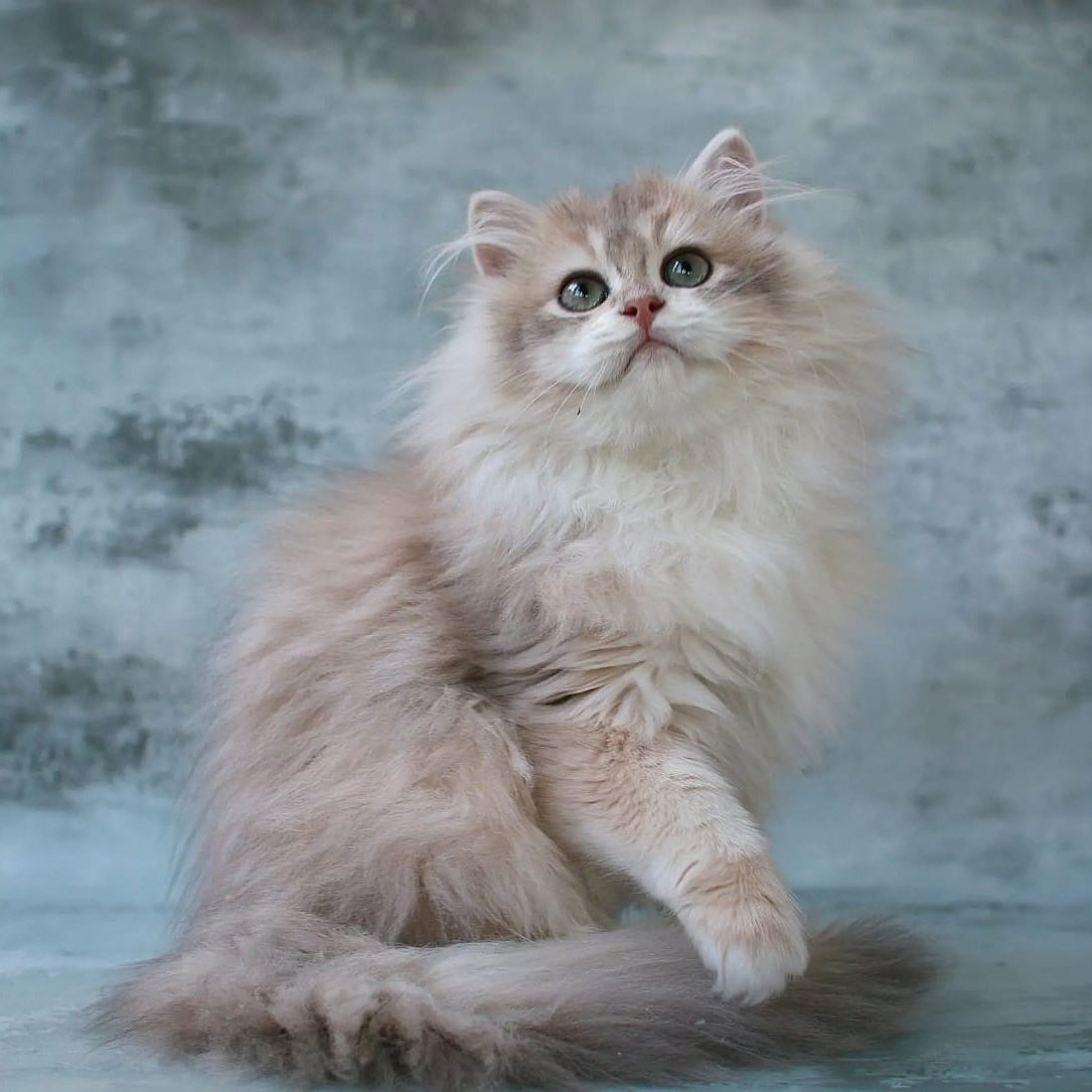 Jasper British Longhair male, blue golden chinchilla