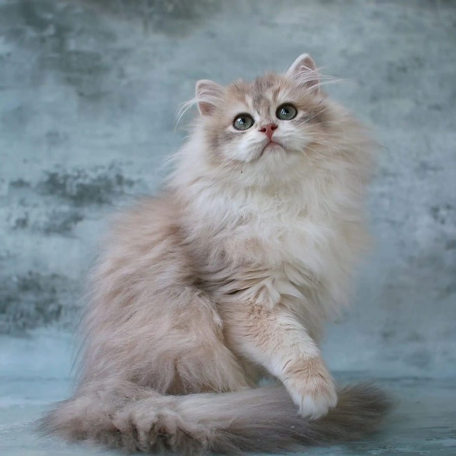 Jasper British Longhair male, blue golden chinchilla