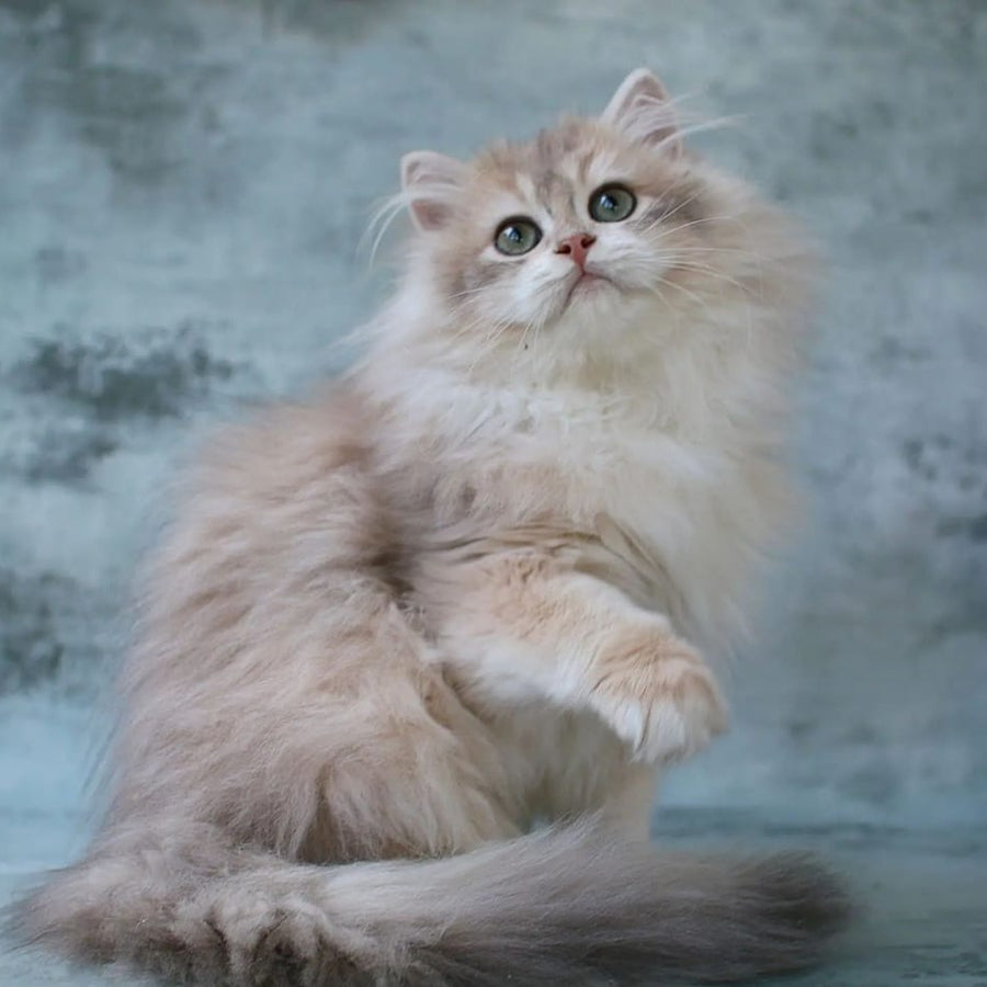 Jasper British Longhair male, blue golden chinchilla
