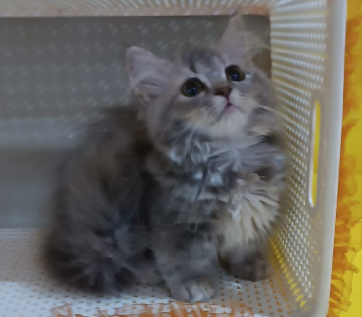 Iriska Munchkin female, blue tortie