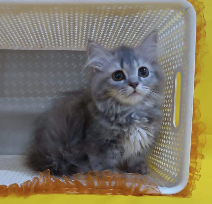 Iriska Munchkin female, blue tortie