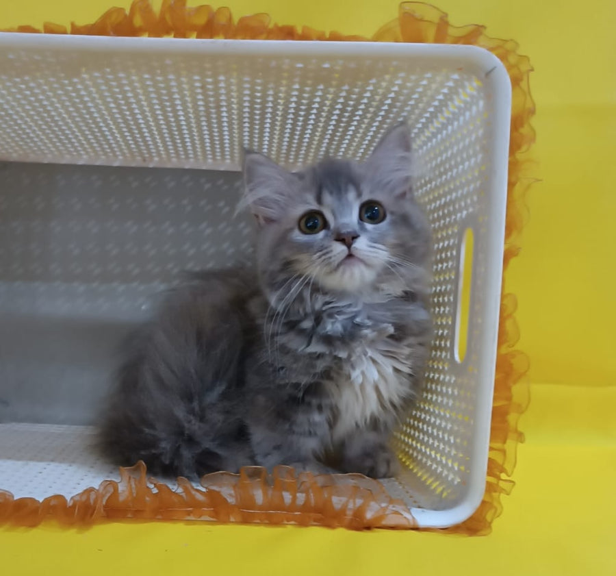 Iriska Munchkin female, blue tortie