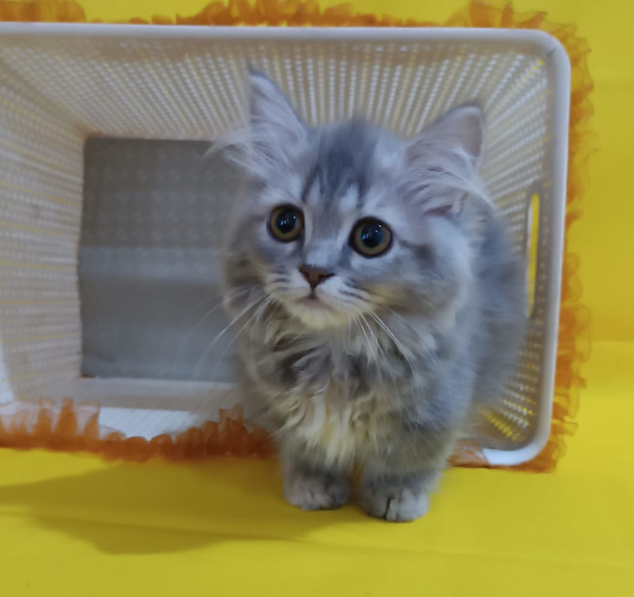 Iriska Munchkin female, blue tortie