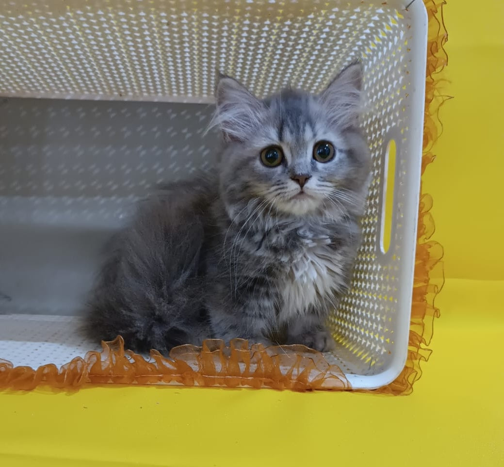 Iriska Munchkin female, blue tortie