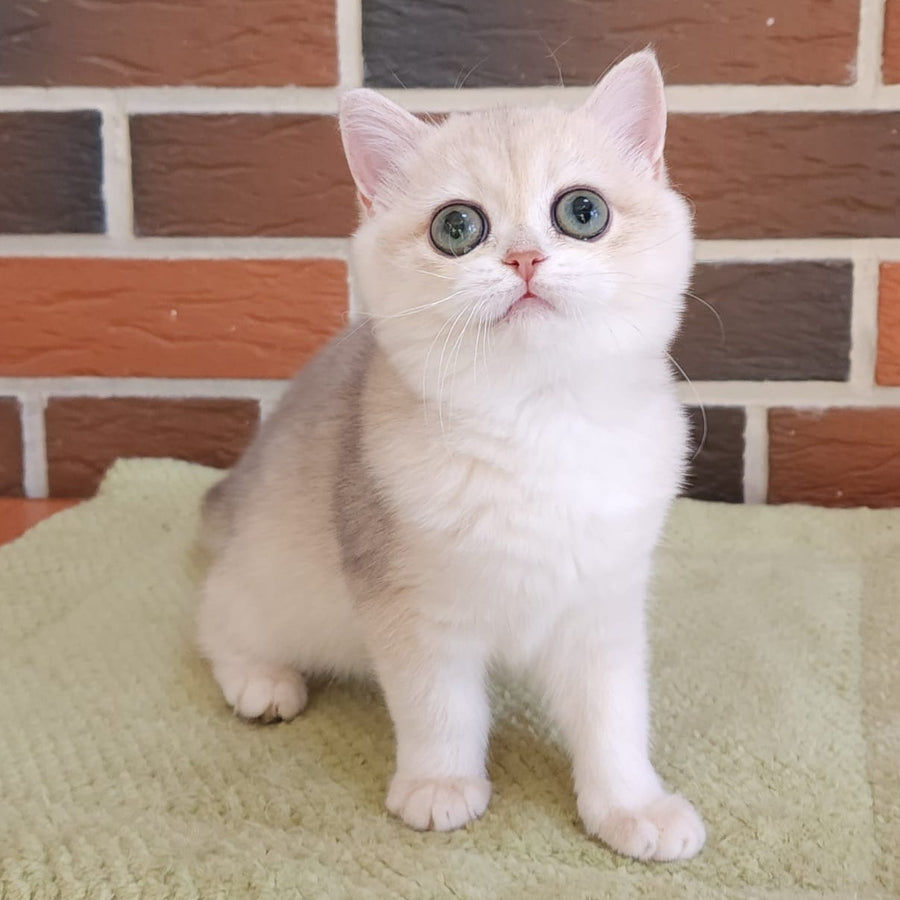 Price British Shorthair female, blue golden chinchilla