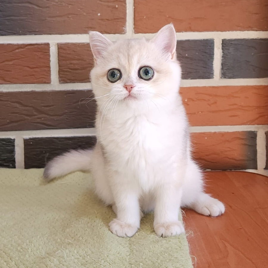 Price British Shorthair female, blue golden chinchilla