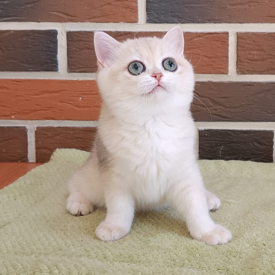 Price British Shorthair female, blue golden chinchilla