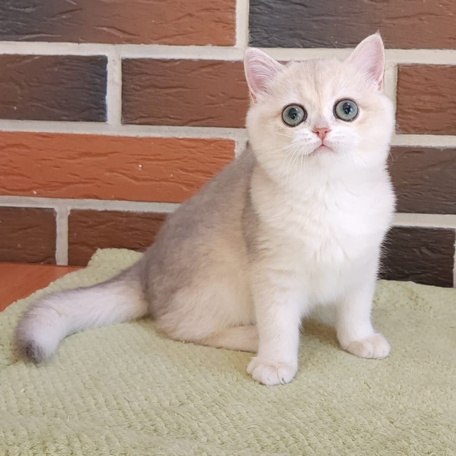 Price British Shorthair female, blue golden chinchilla