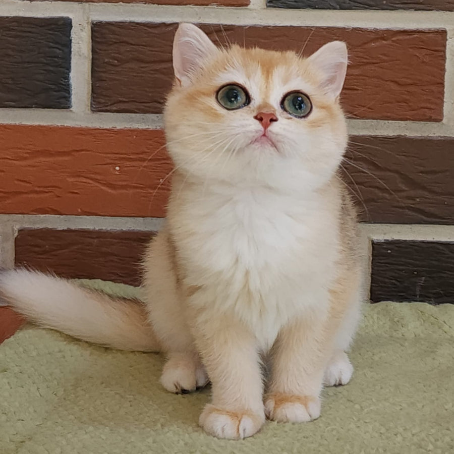 Treisy British Shorthair female, black golden chinchilla