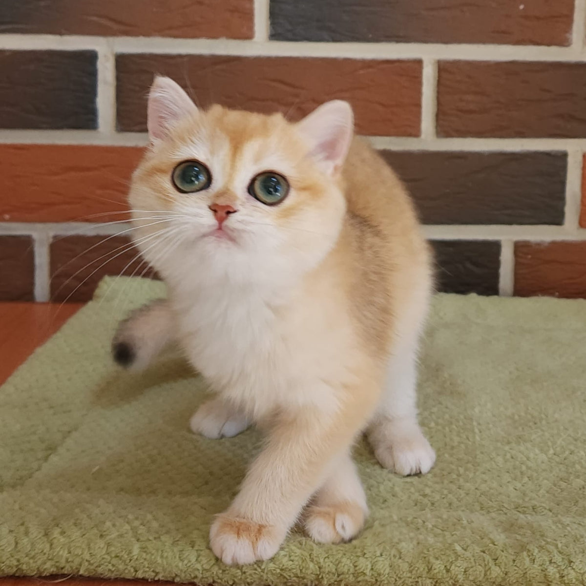 Treisy British Shorthair female, black golden chinchilla