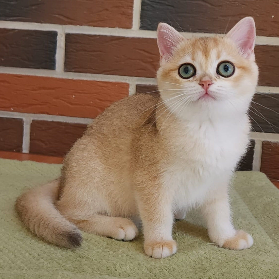 Tiffany British Shorthair female, black golden chinchilla
