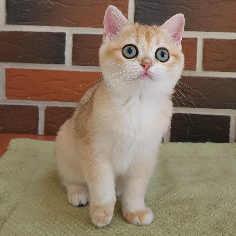 Tiffany British Shorthair female, black golden chinchilla
