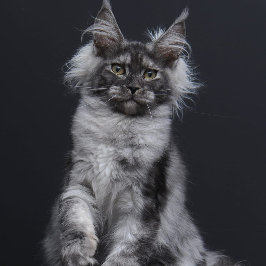 Sabrina Maine Coon female, black silver