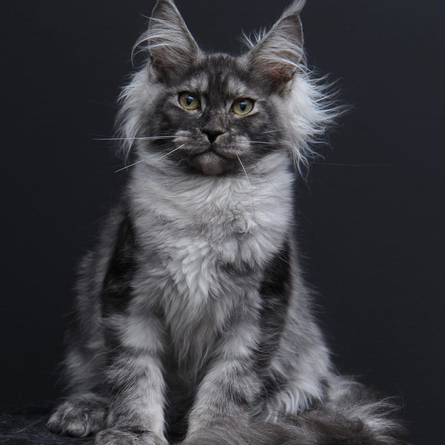 Sabrina Maine Coon female, black silver