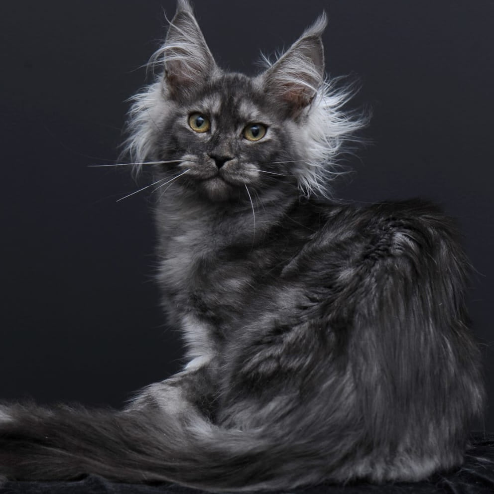 Sabrina Maine Coon female, black silver