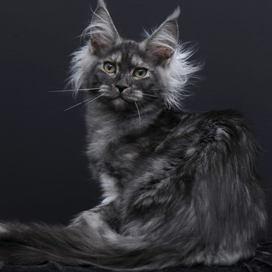 Sabrina Maine Coon female, black silver