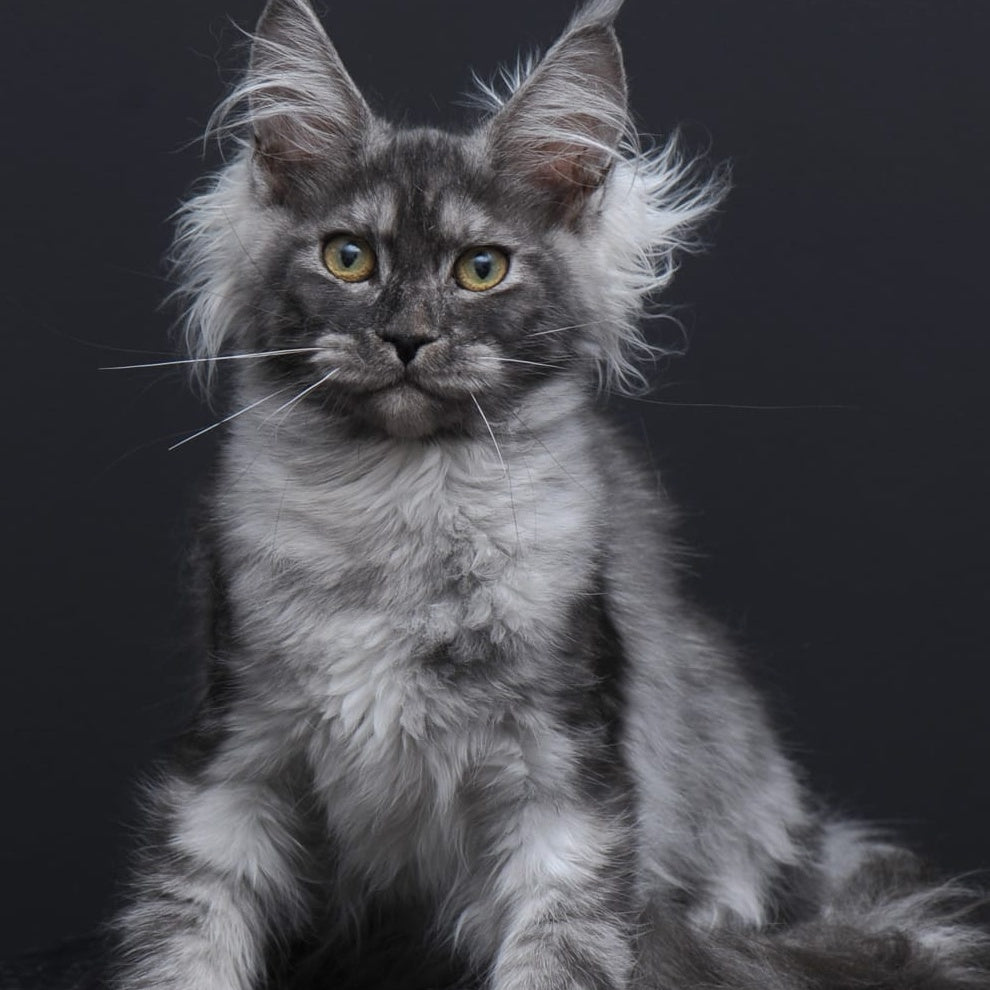 Sabrina Maine Coon female, black silver