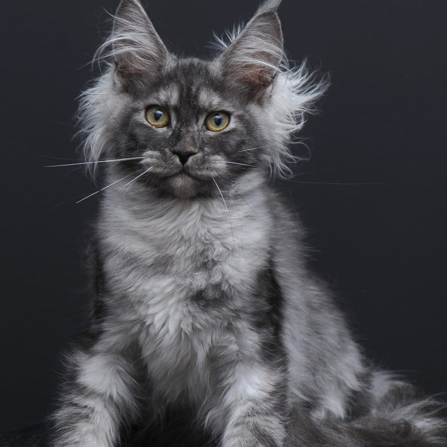 Sabrina Maine Coon female, black silver