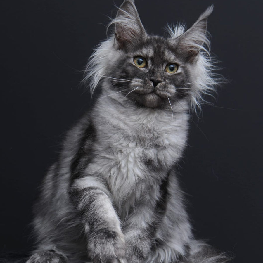 Sabrina Maine Coon female, black silver