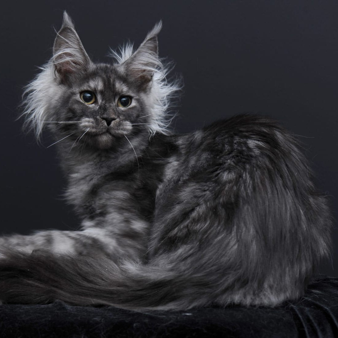 Sabrina Maine Coon female, black silver