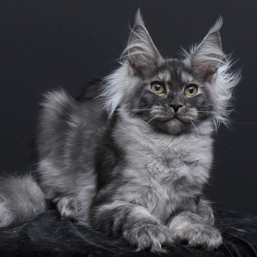 Sabrina Maine Coon female, black silver