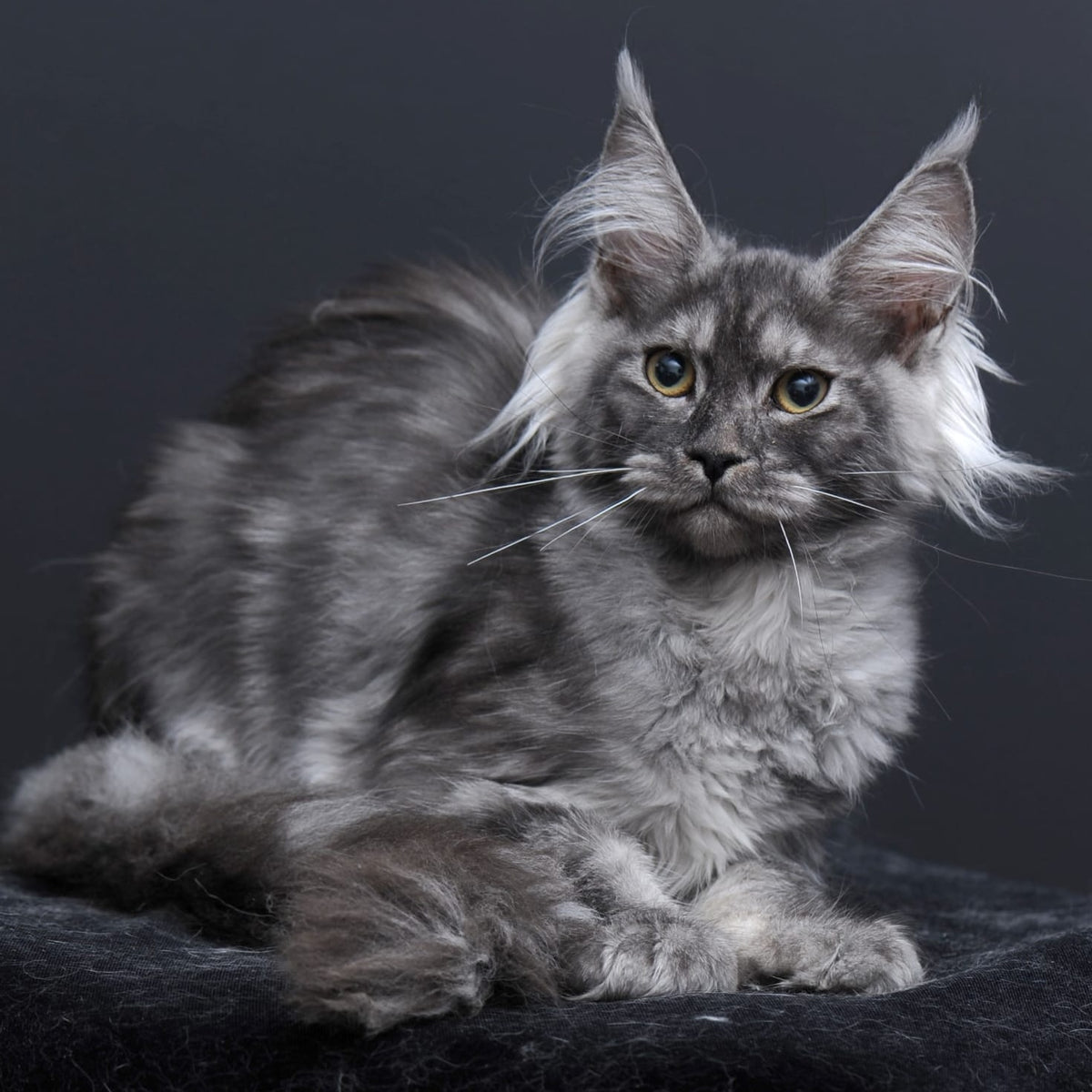 Sabrina Maine Coon female, black silver