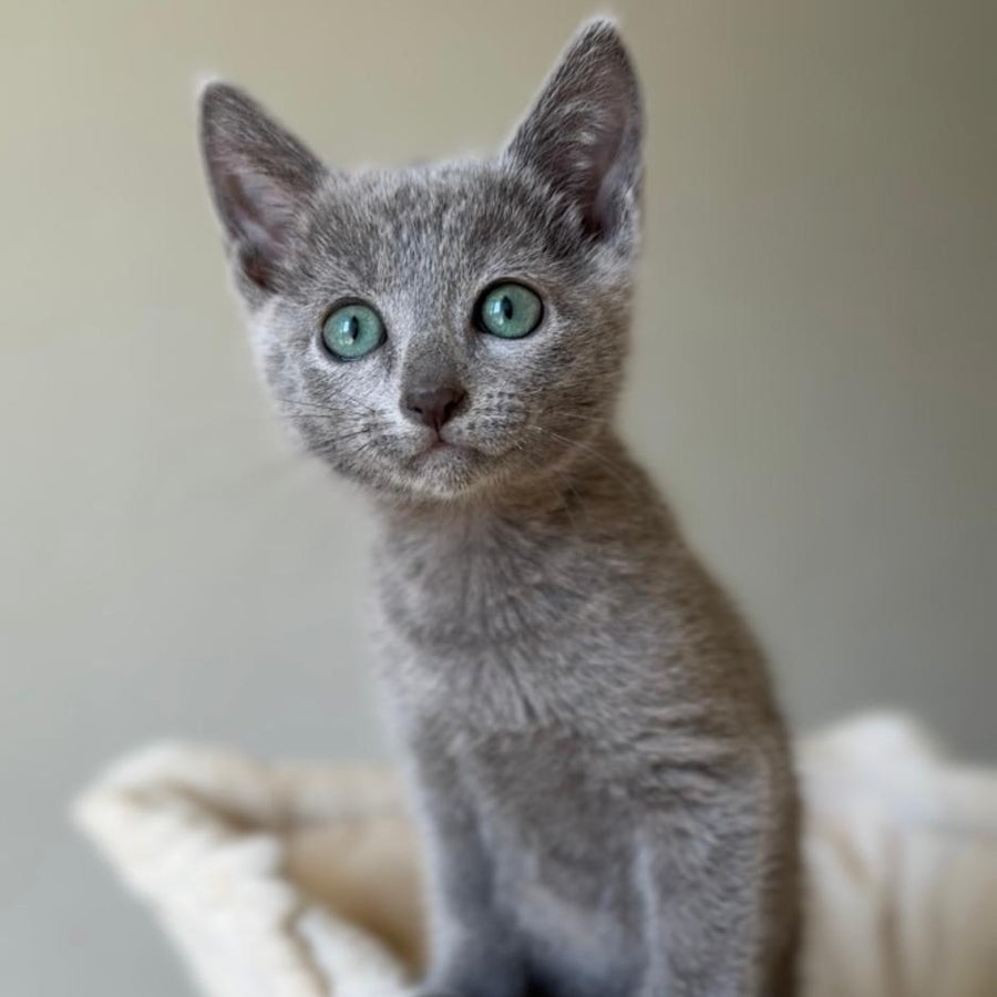Brittany Russian Blue female, blue