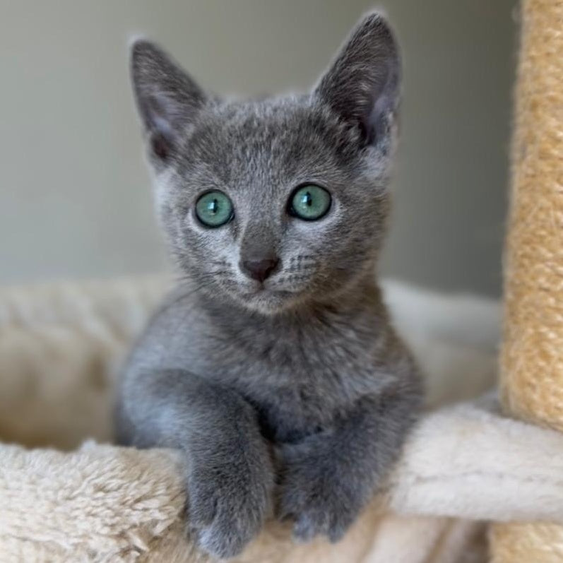 Brittany Russian Blue female, blue