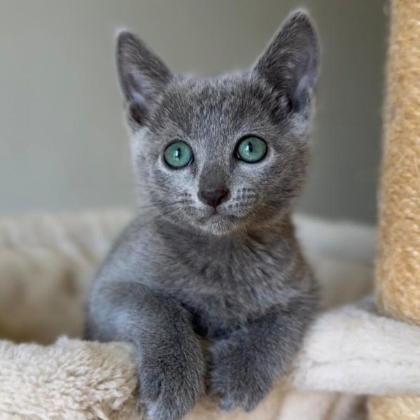 Brittany Russian Blue female, blue