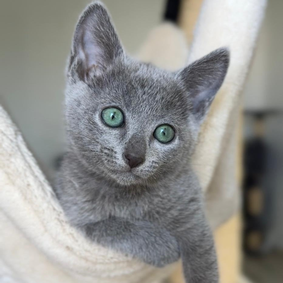 Brittany Russian Blue female, blue