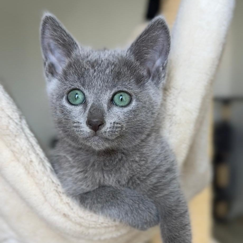 Brittany Russian Blue female, blue