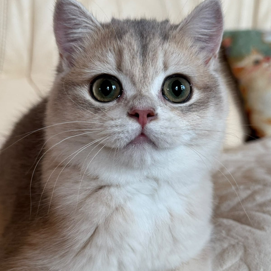 Iriska British Shorthair female, blue golden chinchilla