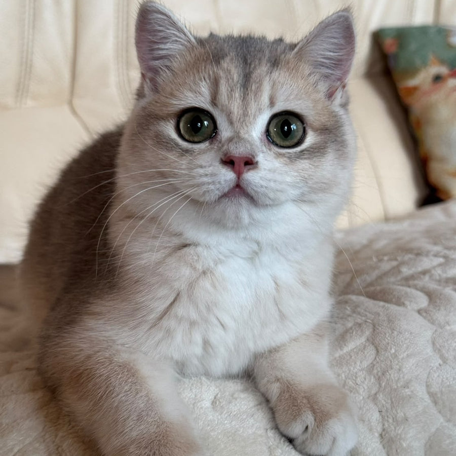 Iriska British Shorthair female, blue golden chinchilla