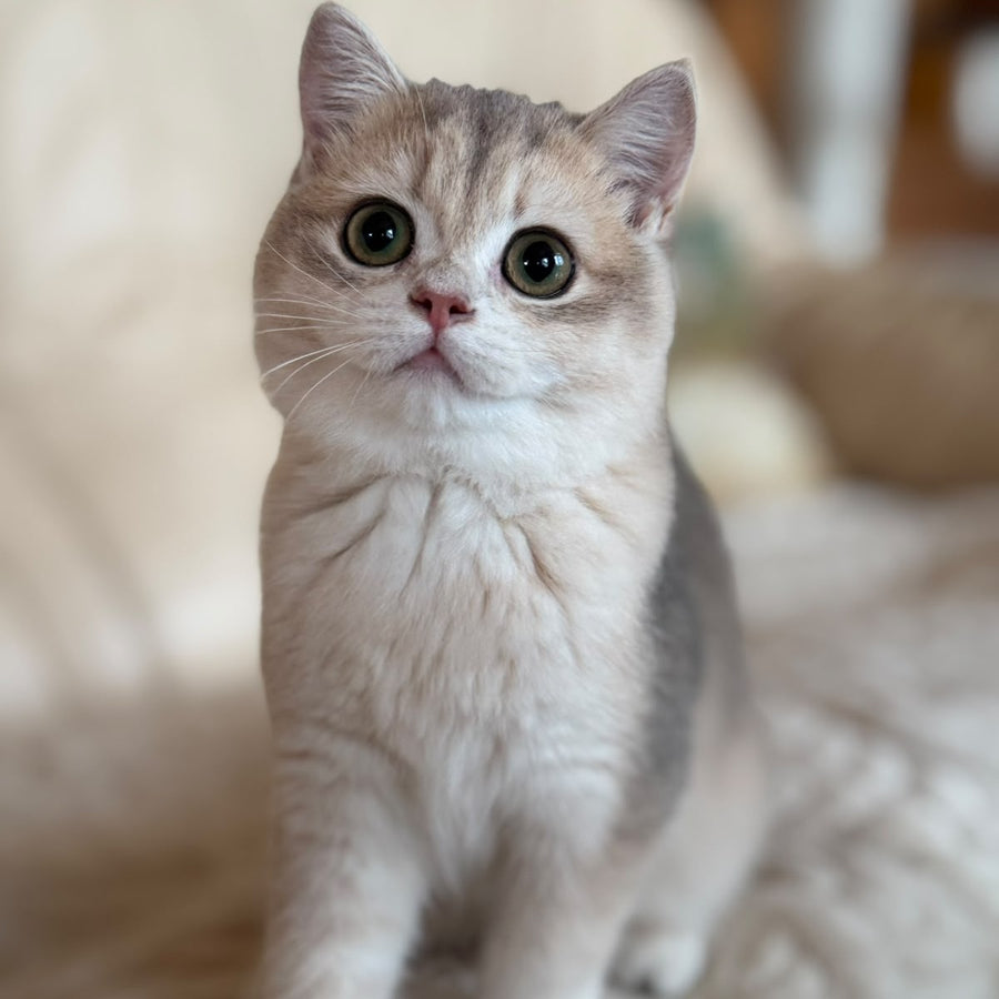 Iriska British Shorthair female, blue golden chinchilla