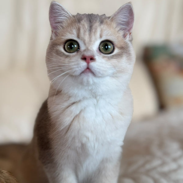 Iriska British Shorthair female, blue golden chinchilla